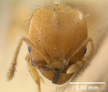 Media type: image;   Entomology 9127 Aspect: head frontal view